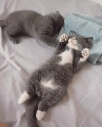Cute-kitty-butterfly-adorable-love GIFs - Get the best GIF on GIPHY